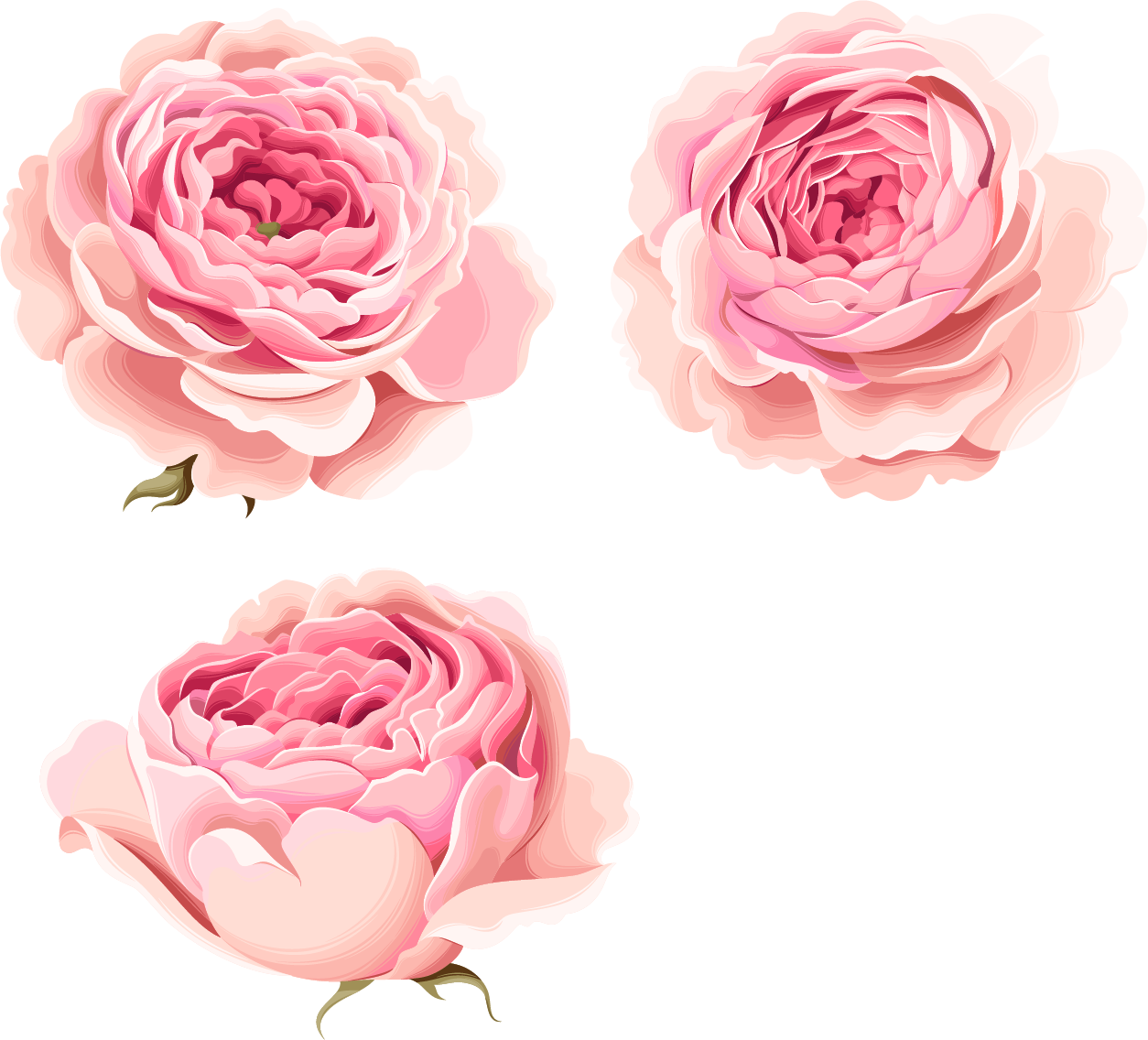 Beautiful Pink Flowers Peony Hand-Painted Free Clipart HD Clipart