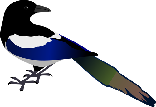 Magpie Bird Clipart
