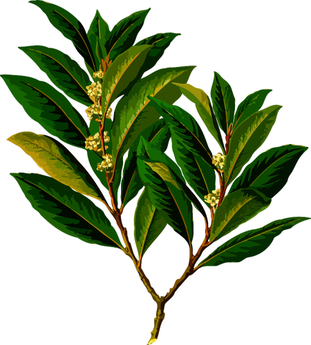 Evergreen Plant Clipart