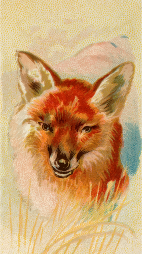 Red Fox Clipart
