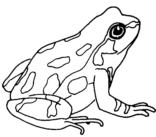 Frog Black And White Free Download Clipart