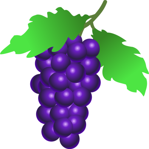Vestor Illustration Of Ripe Grapes Clipart