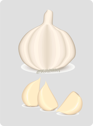 Garlic Plant Clipart