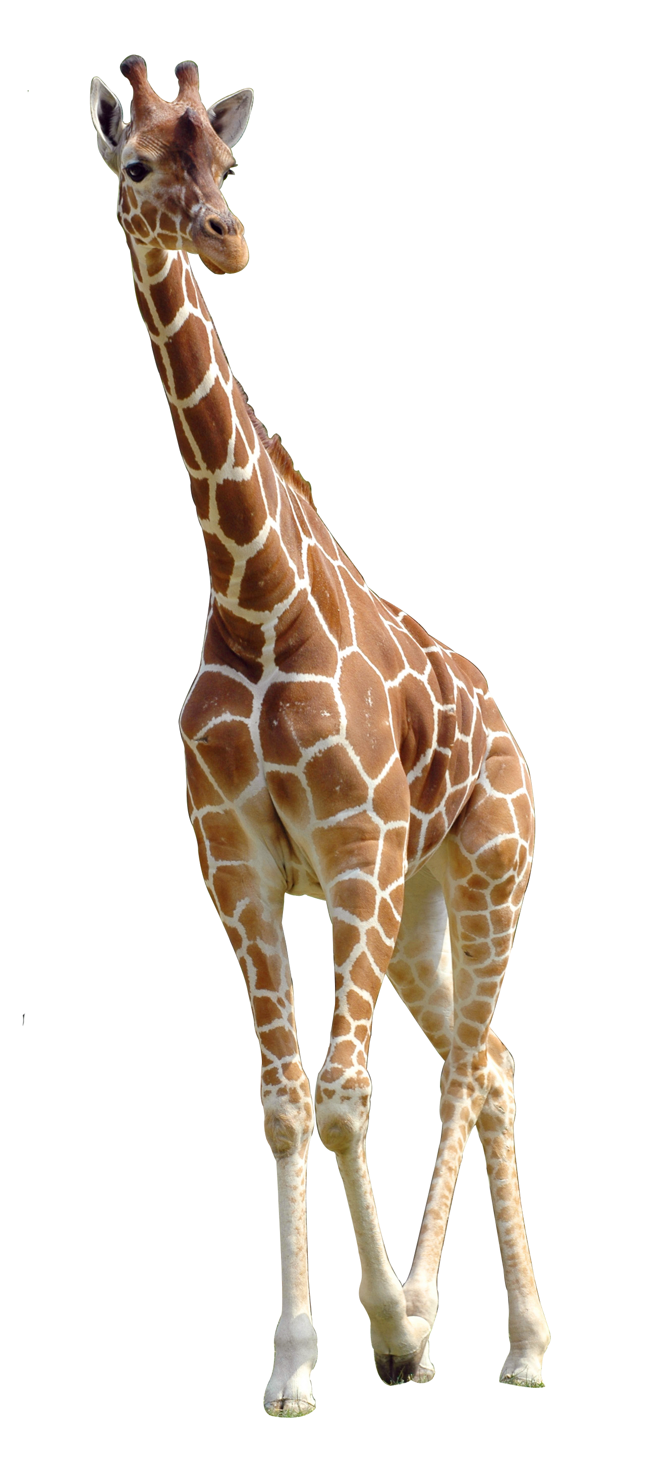 Giraffe Northern Download Free Image Clipart