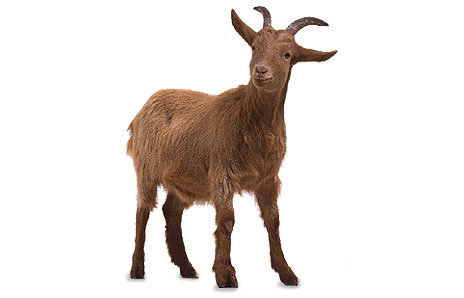Cute Goat Images Free Download Clipart