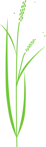 Of Simple Rice Plant Clipart