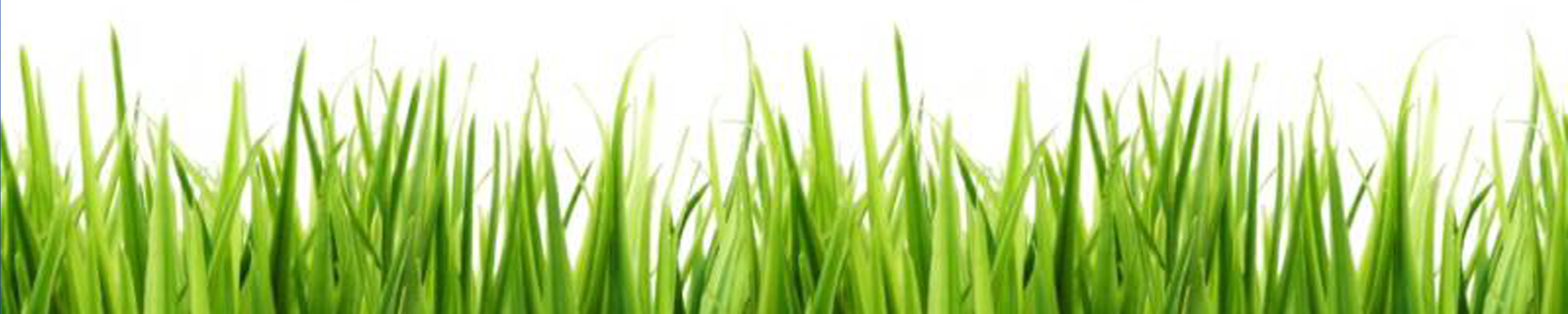 Grass Image Hd Photos Clipart
