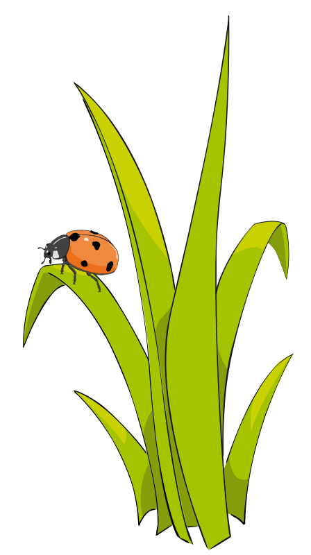 Grass To Use Hd Photo Clipart