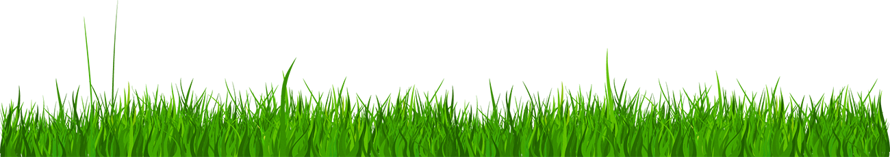 Lawn Grass Wheatgrass Download HQ PNG Clipart