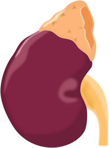 Kidney Clipart