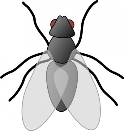 Insect Images Hd Image Clipart