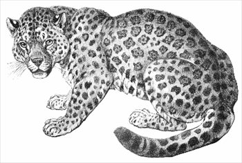 Free Jaguars Graphics Images And Photos Clipart