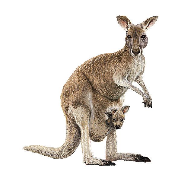 Kangaroo Graphics Liked On Polyvore Hd Image Clipart