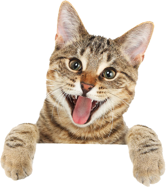 Turkish Kitten Ragdoll Cat British Shorthair Angora Clipart