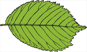 Leaf Leaves Graphics Images And Photos Clipart