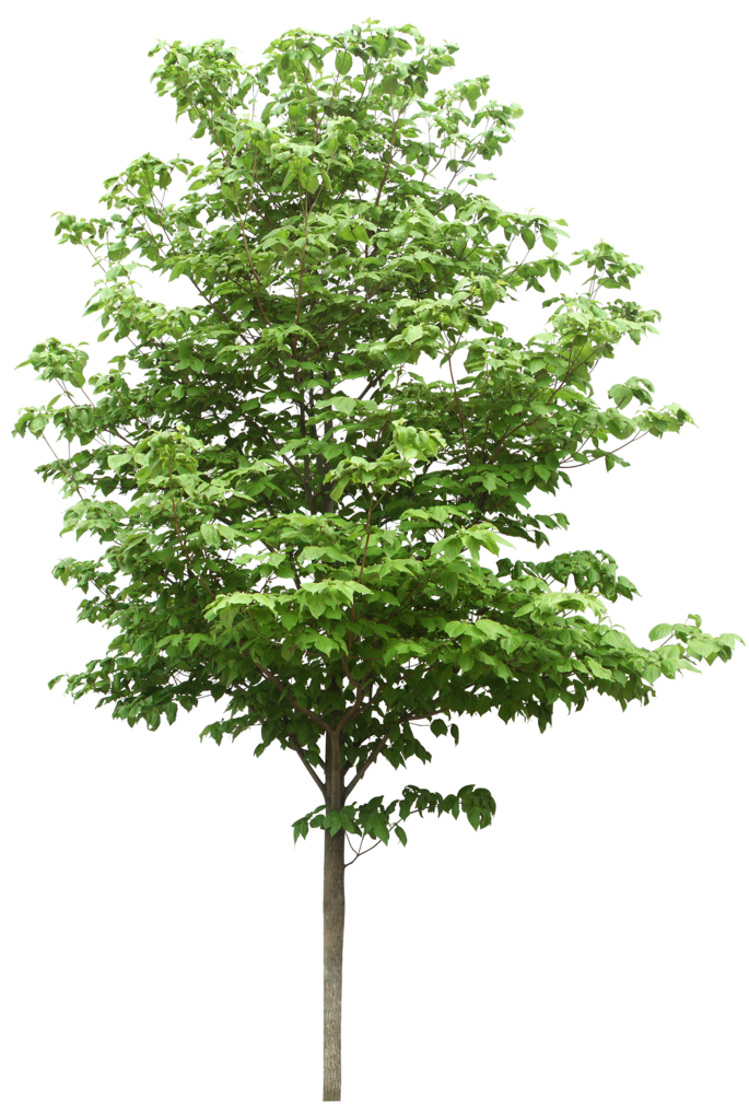 Sdn Trees Scientific Resources Bhd PNG File HD Clipart