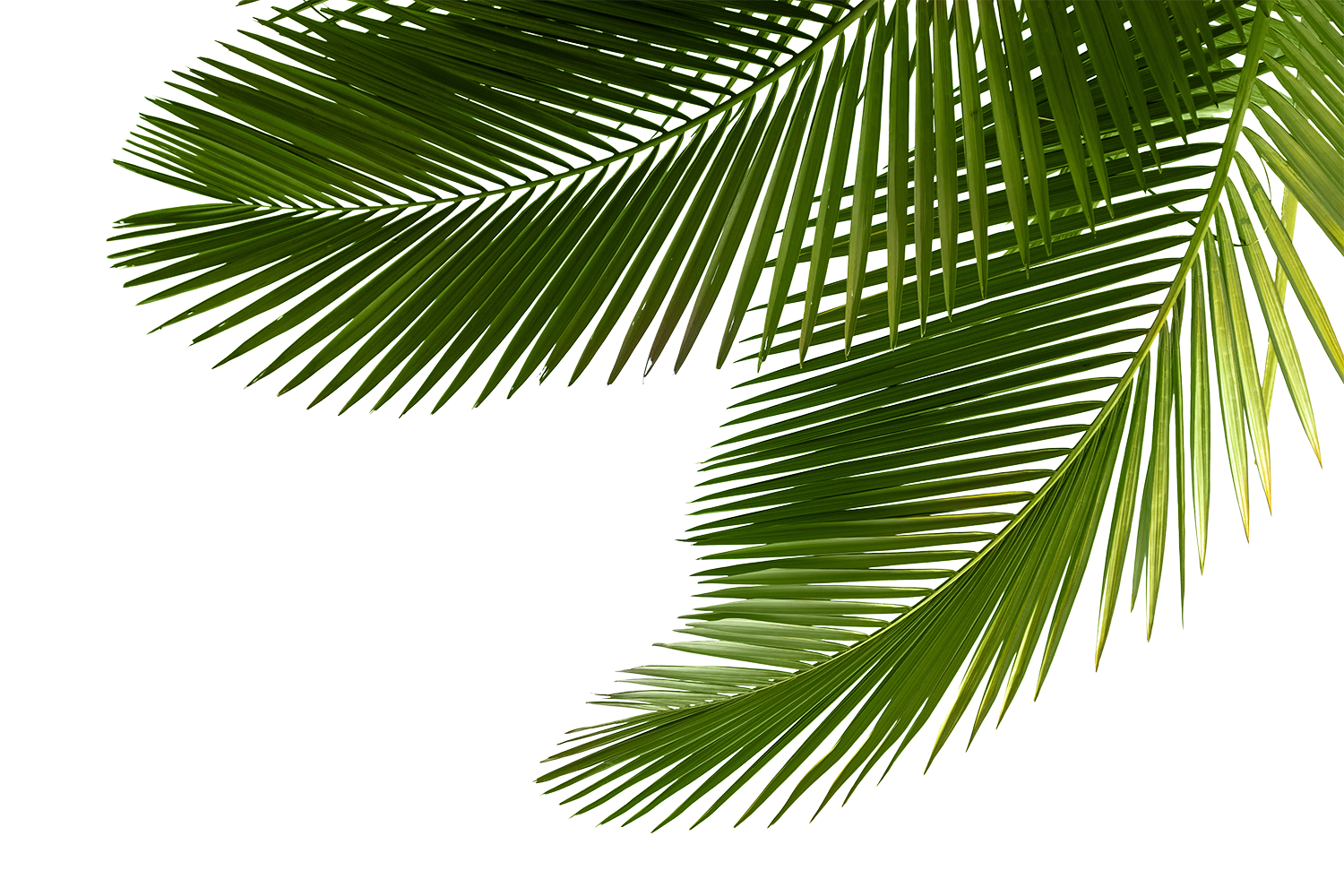 Leaf Tree Arecaceae Palm Asian Sabal Palmyra Clipart