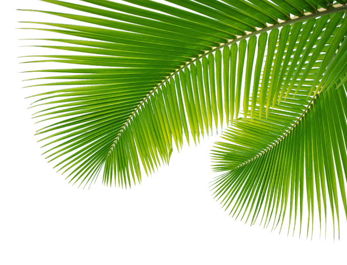 Leaf Leaf, Leaves Arecaceae Palm Branch Clipart
