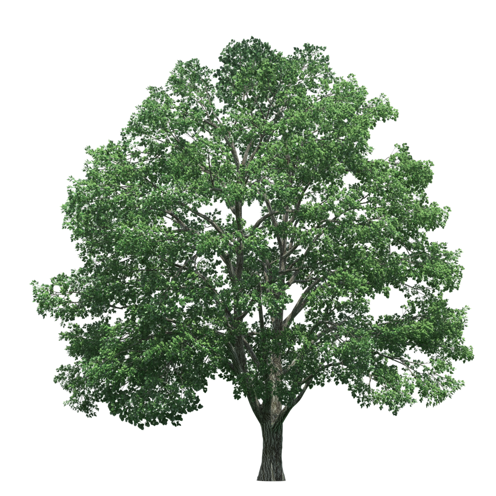 Tree Trees Pine HD Image Free PNG Clipart