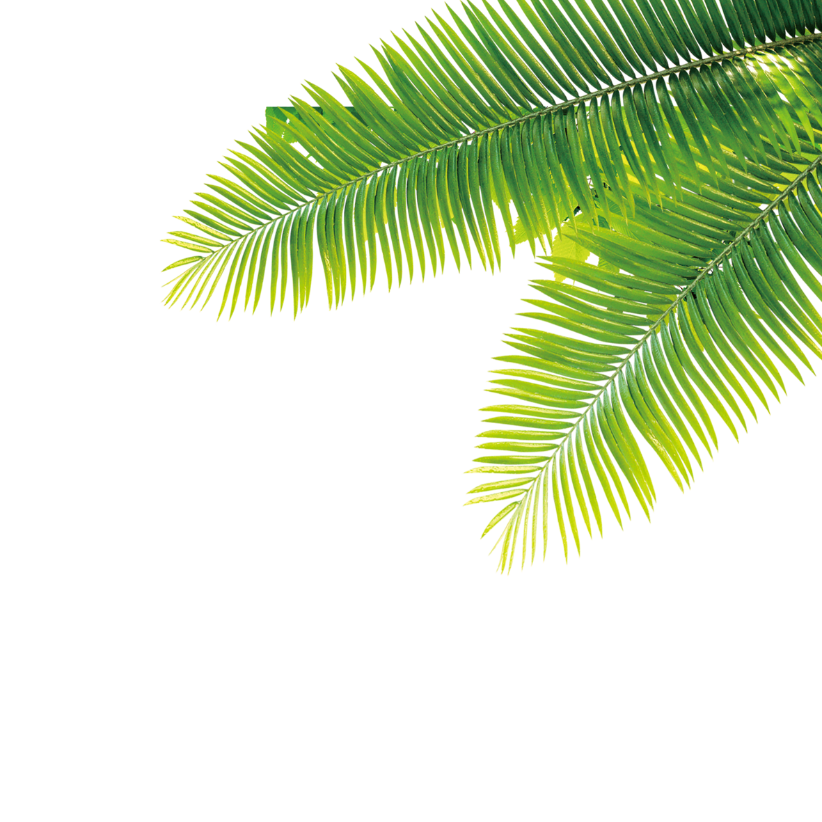 Tropical Tropics Plant Computer File Free HQ Image Clipart