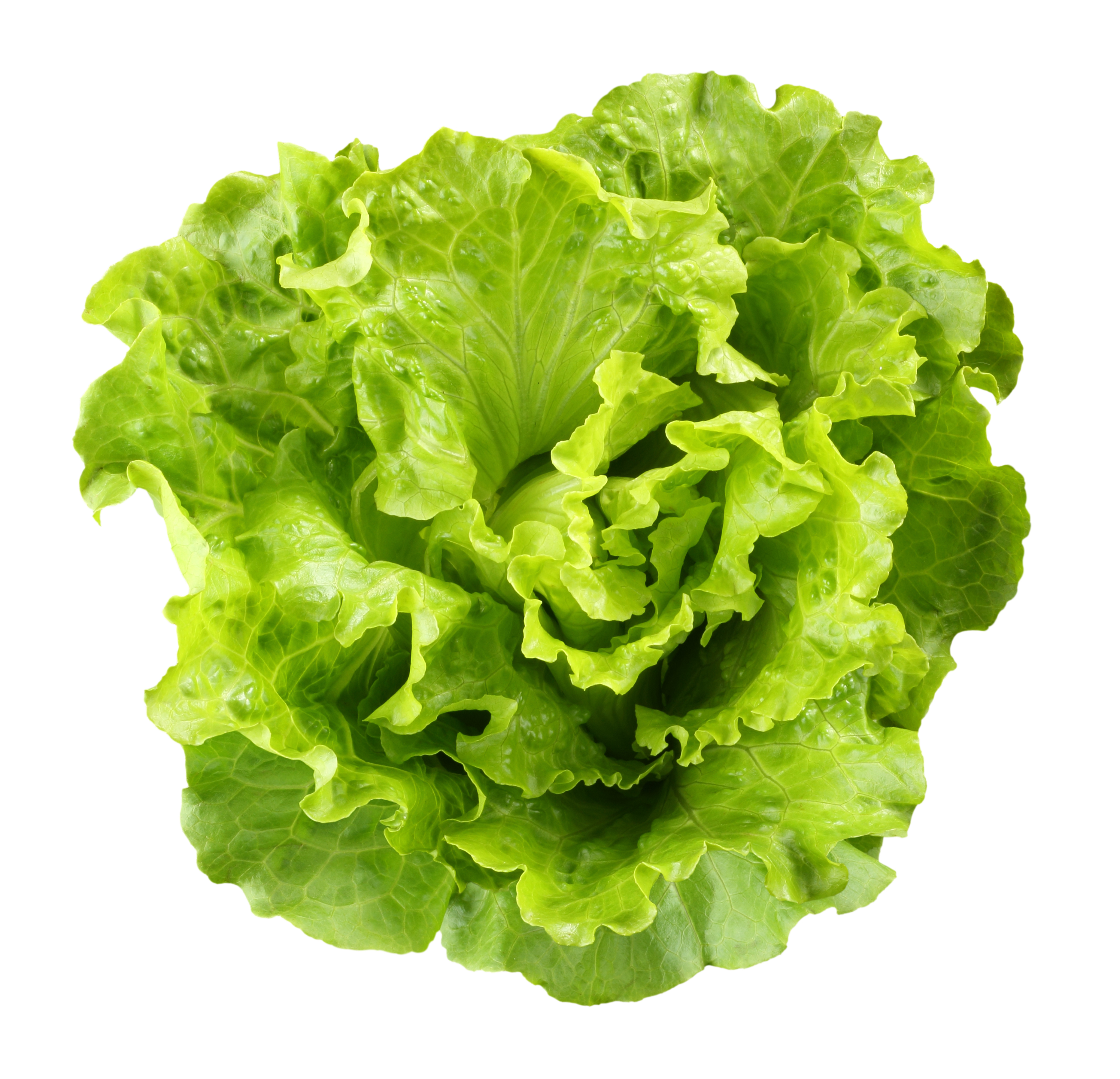 Lettuce Download On Library Hd Photo Clipart