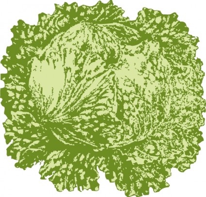 Head Of Lettuce Image Hd Image Clipart