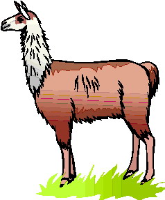 Related Pictures Llama Face Kid Png Image Clipart