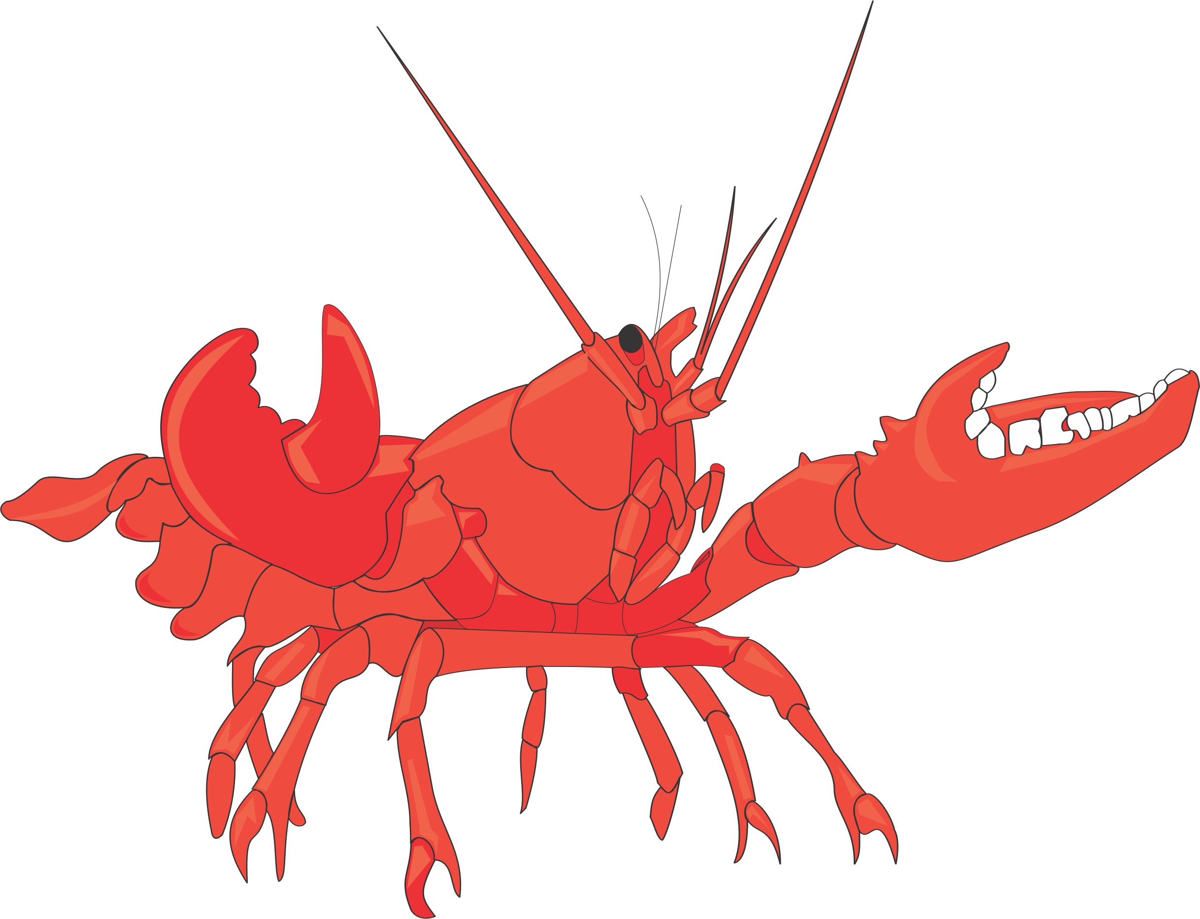 Cartoon Lobster Cofocolorhd Free Download Clipart