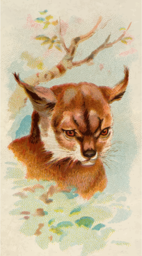 Lynx Image Clipart
