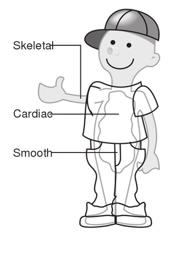 Diagram Of Three Muscle Types Clipart