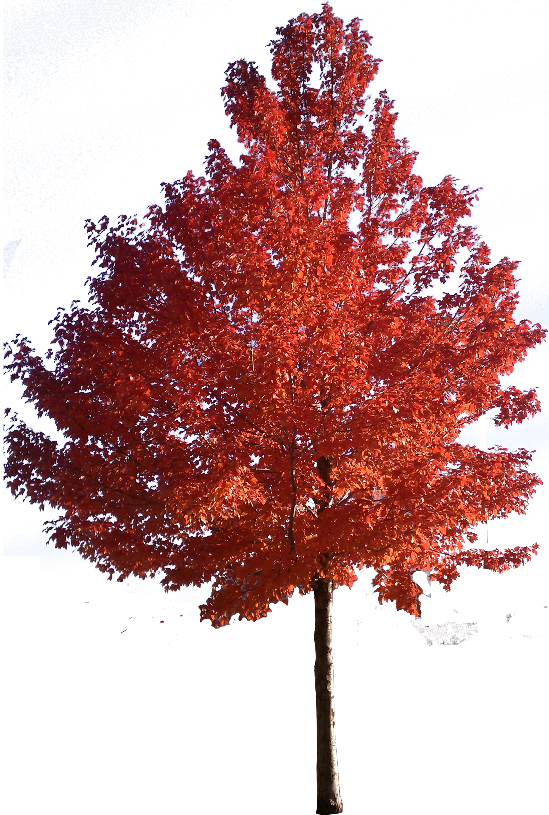 Tree Japanese Trees Sugar Red Maple Clipart