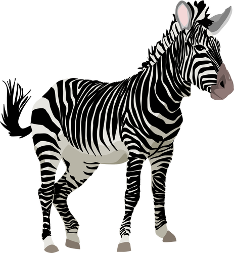 Of Color Zebra Animal Clipart