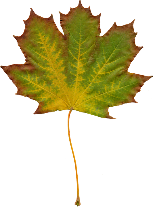 Free Photo Leaves Nature Autumn Image On Clipart