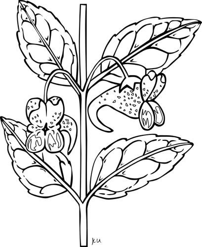 Herb Branch Clipart