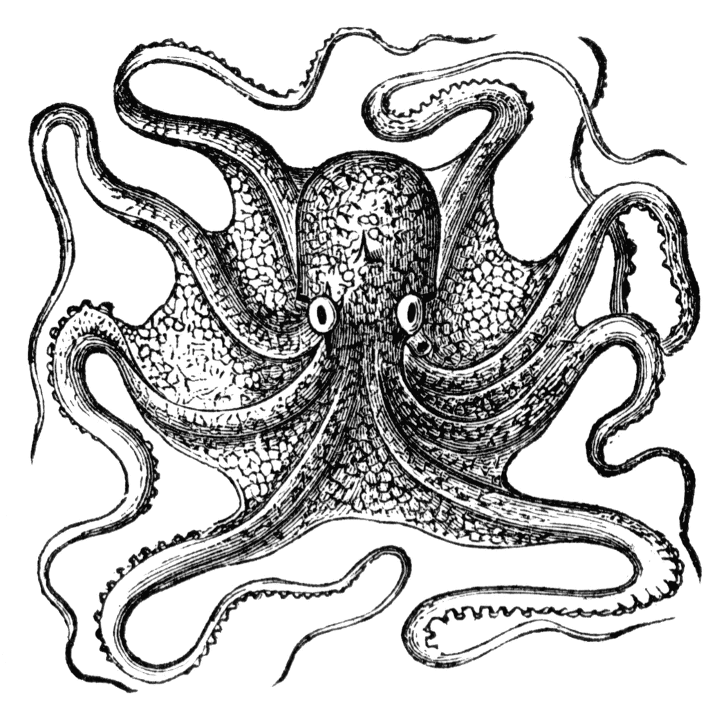 Octopus Etc Image Png Clipart