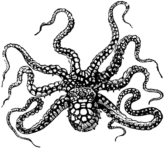 Octopus Silhouette Octopus Images Stock Photos Clipart