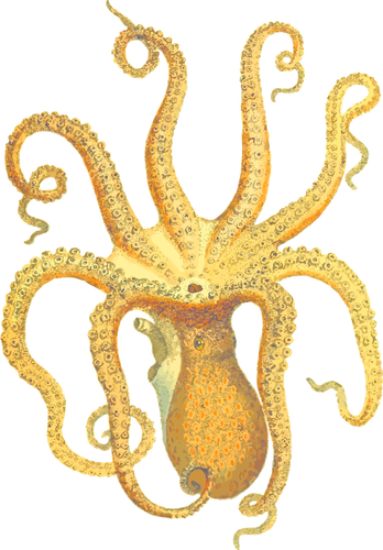 Octopus Illustration Clipart