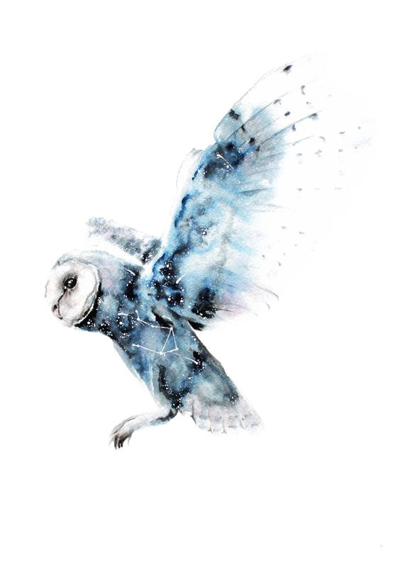 Owl Art Potter Watercolor Harry Painting Drawing Clipart