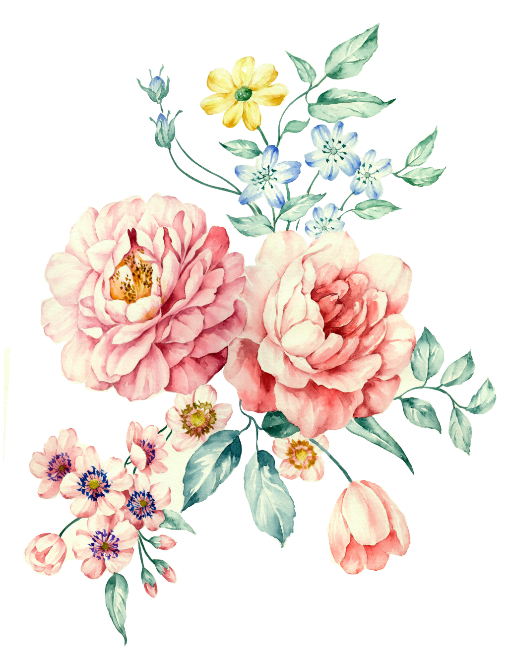 Moutan Peony Watercolor White Painting Hand-Painted Clipart
