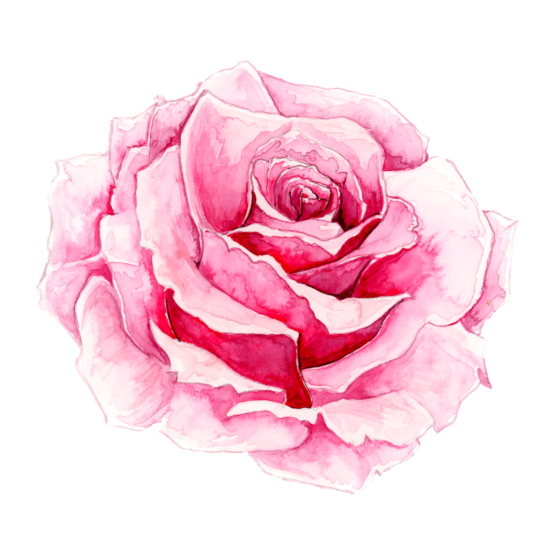 Pink Chinensis Painted Rose Rosa Watercolor Painting Clipart