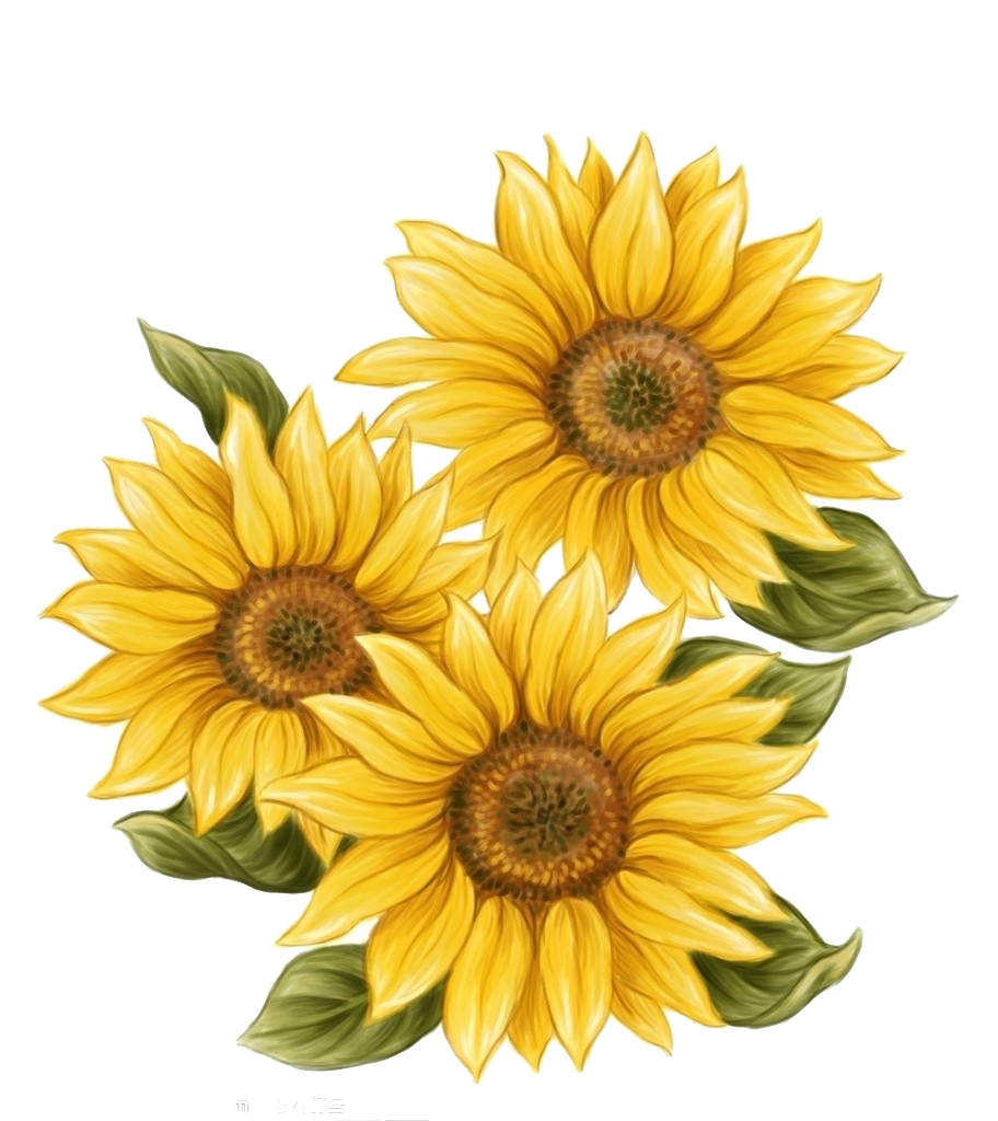 Decoration Sunflower Watercolor Common Painting Drawing Hand-Painted Clipart