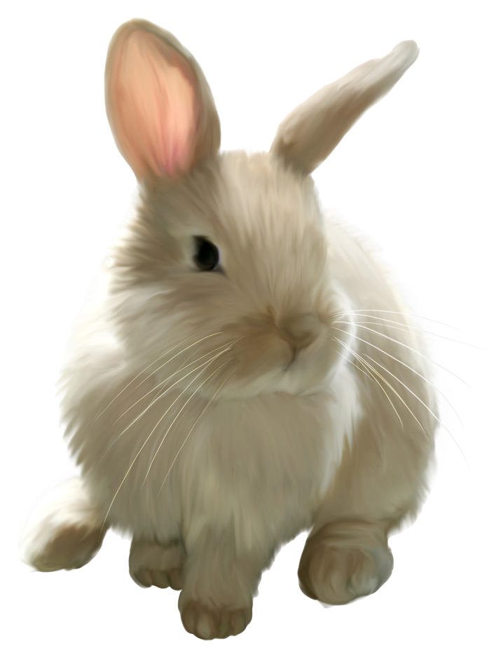 Cute Picture Painted Rabbit Easter Bunny Clipart