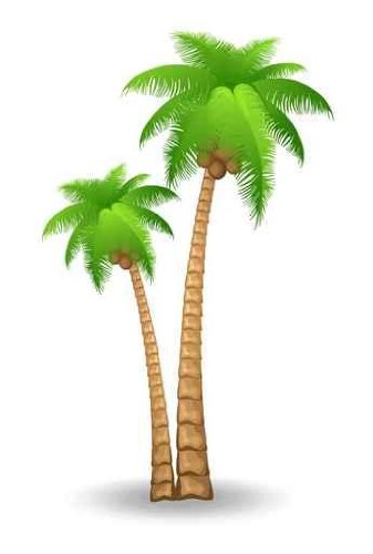 Florida Palm Tree Clipart Clipart