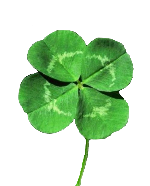 Clover Day Shamrock Four-Leaf Saint White Patrick'S Clipart