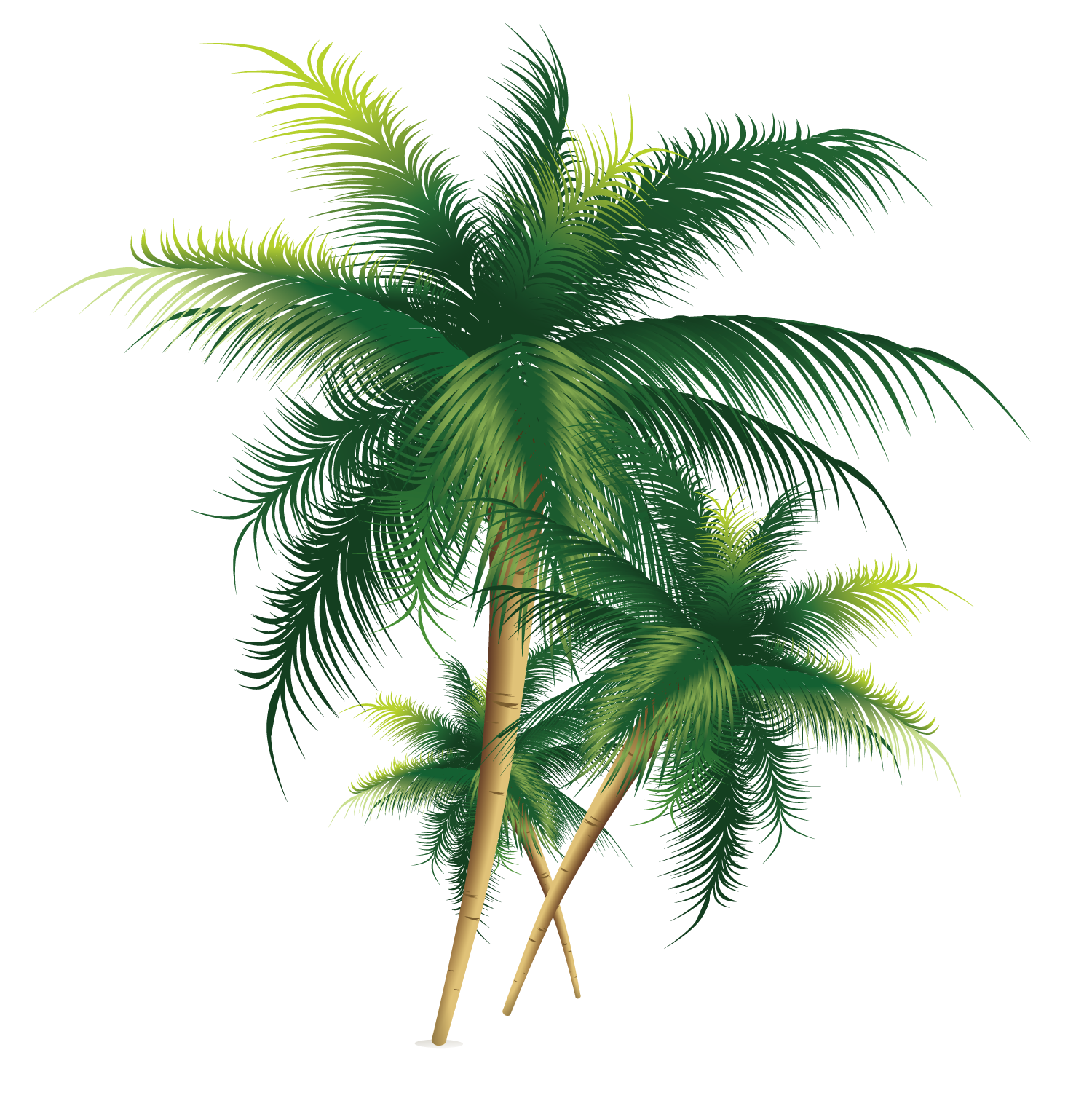 Coconut Tree Exquisite Free HD Image Clipart