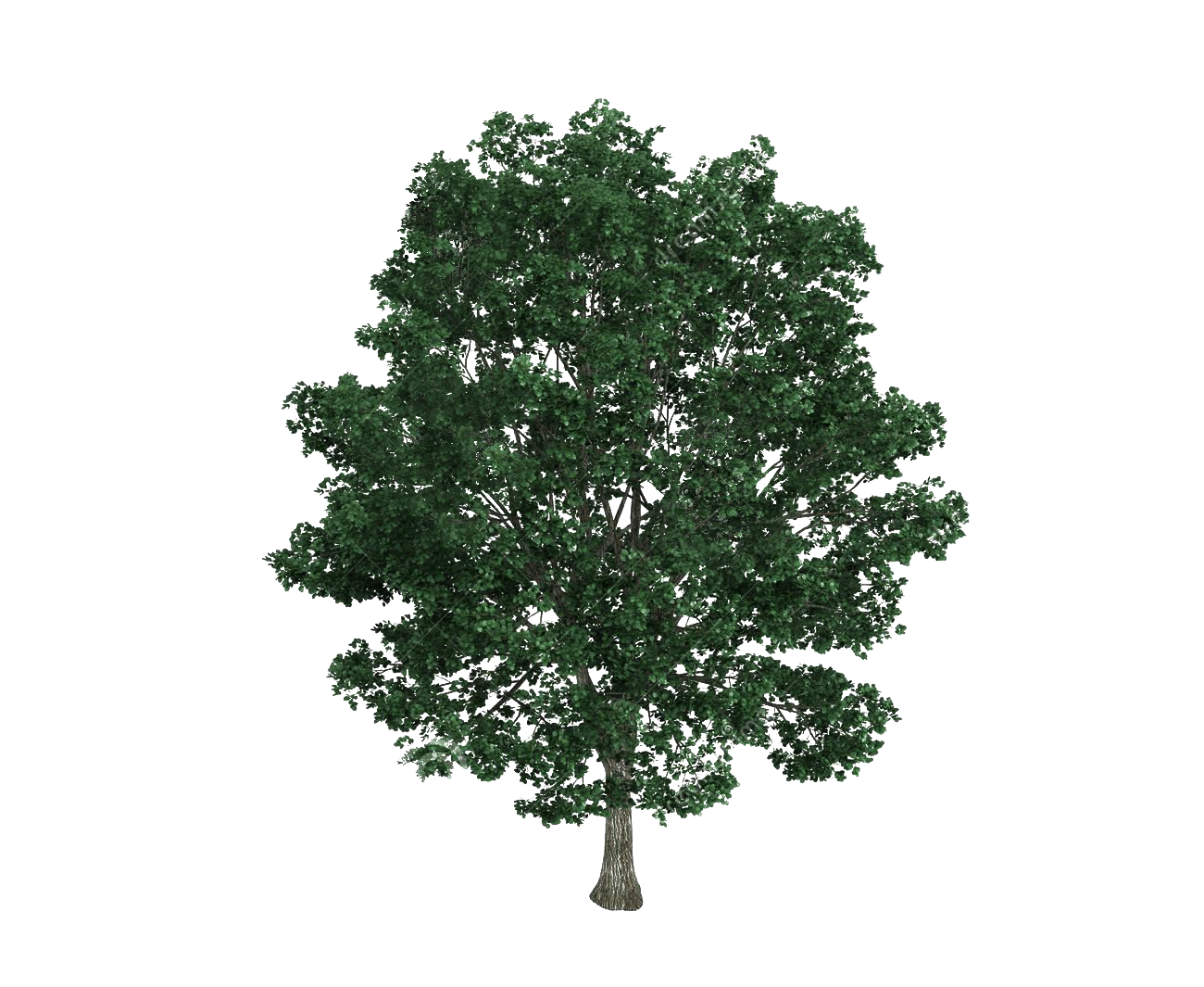 Material Tree Illustration Royalty-Free Bodhi Platyphyllos Tilia Clipart
