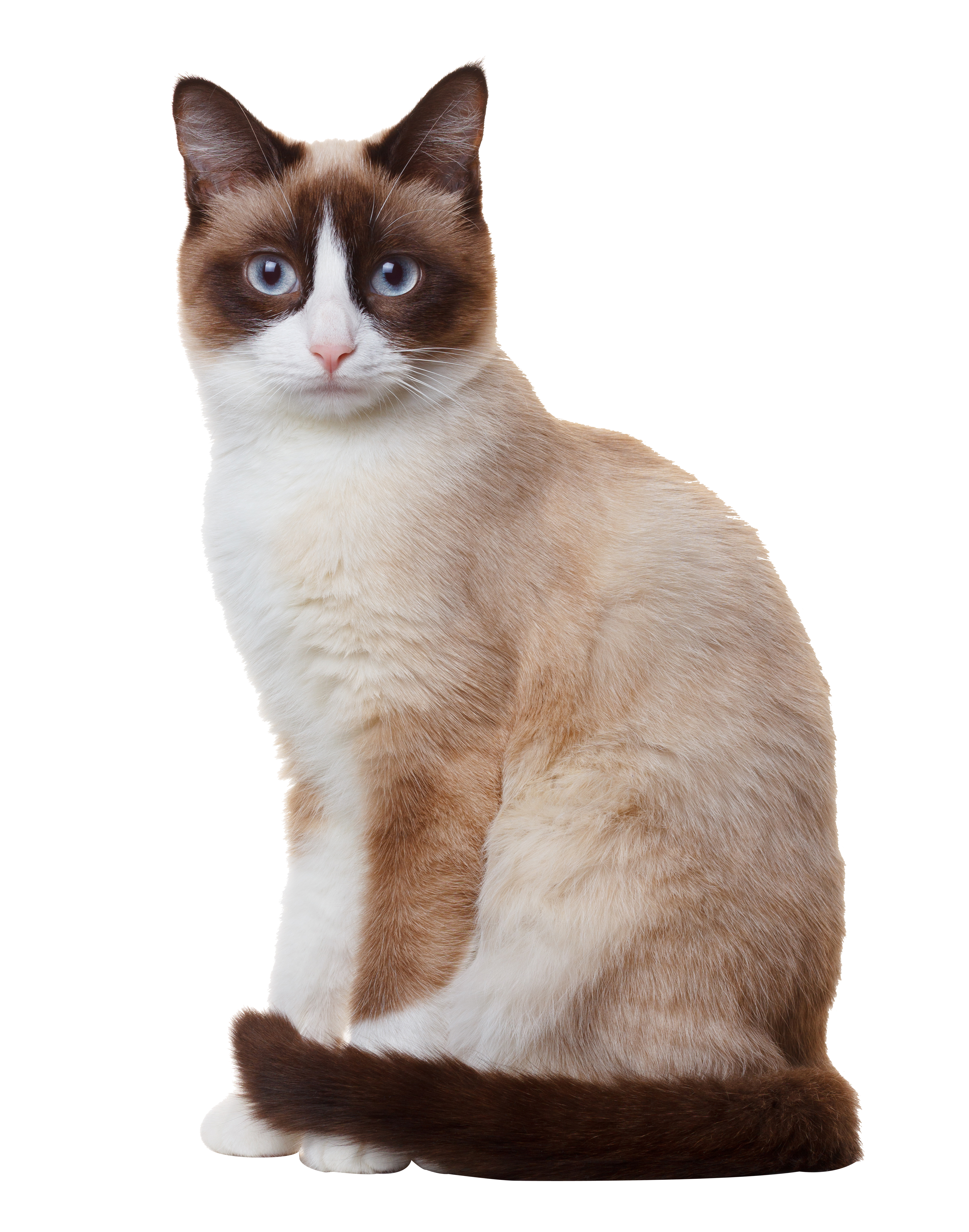 Sitting Siamese Photography Breed Cat Snowshoe Birman Clipart
