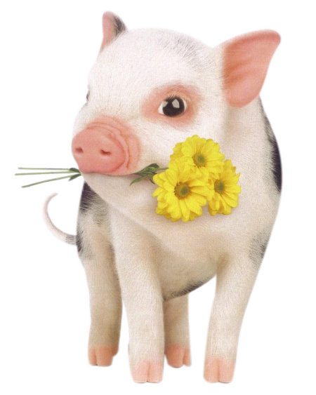 And Pet Dog Pig Hogs Pigs Domestication Clipart