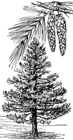 Pine Tree Pine Cones Illustration Stock Clipart