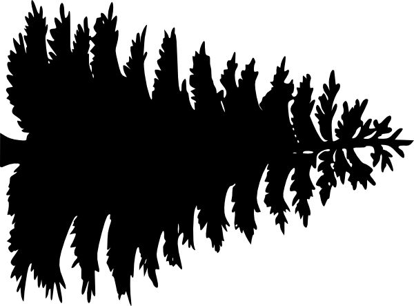 Pine Tree Outline Large Pine Tree Vector Clipart